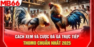 cach xem va cuoc da ga truc tiep thomo chuan nhat 2025 300x150 1